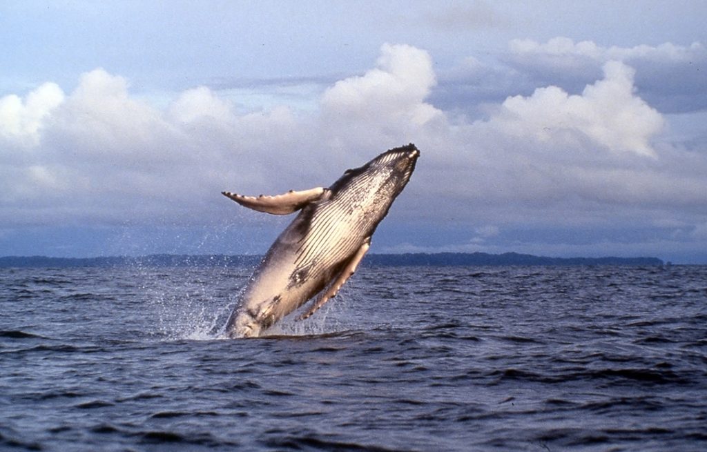 Hotel Villa del Sol Tumaco - Avistamiento de Ballenas (julio a septiembre)